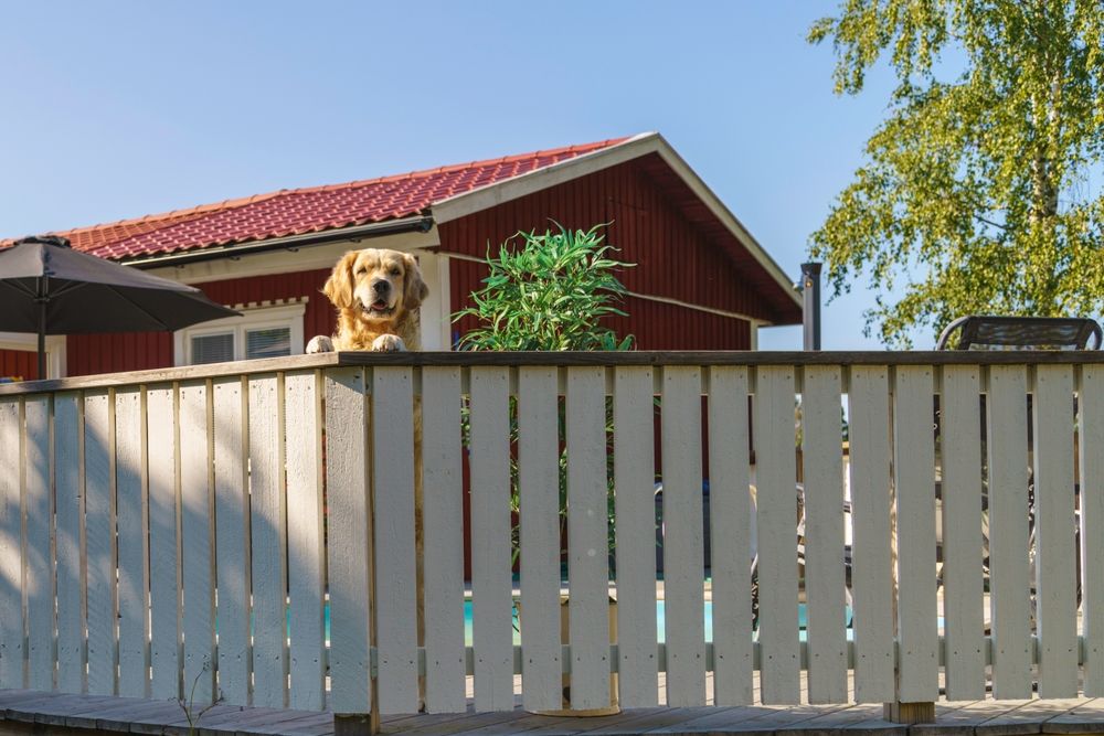 A golden Retriever looking over a fence